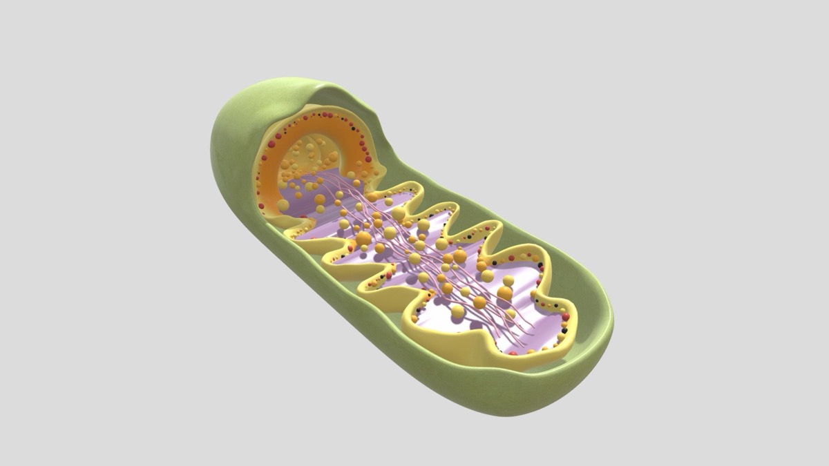 A mitochondrion cut open, showing the smooth outer membrane and the deeply folded inner membrane
